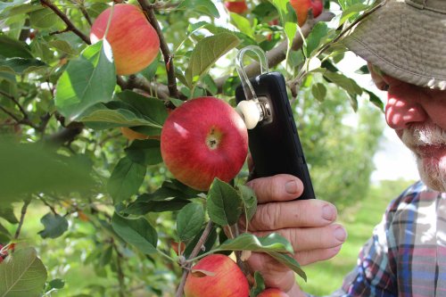 perangkat ponsel dapat mengukur pembusukan makanan